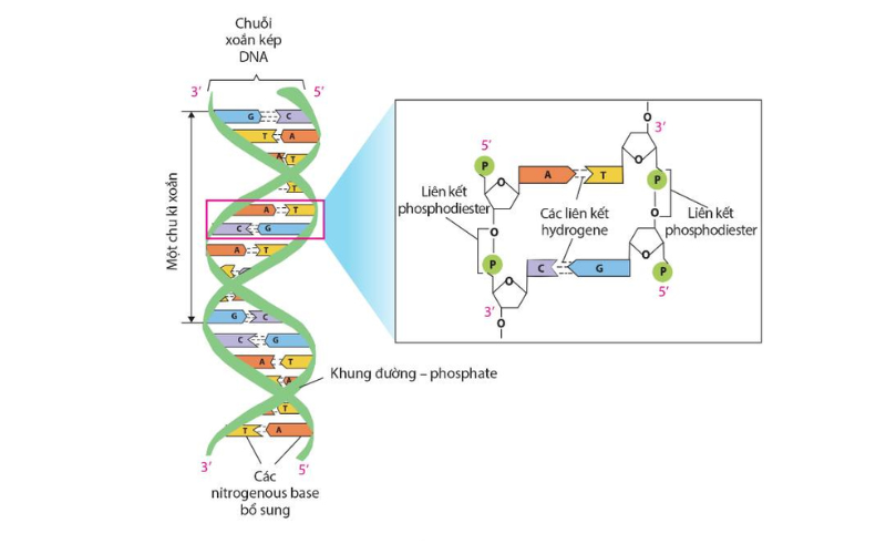 Cấu trúc hóa học của ADN 