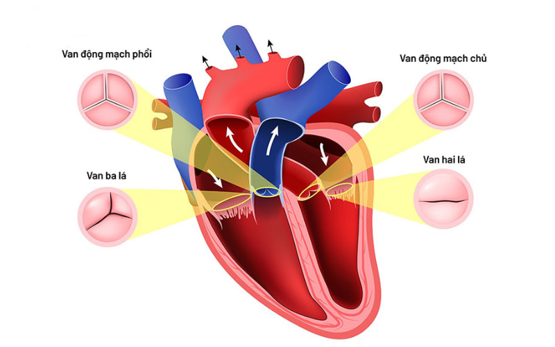 Hở van tim có thể gây ra các vấn đề tim mạch nguy hiểm như rối loạn nhịp tim, phù hay suy tim.