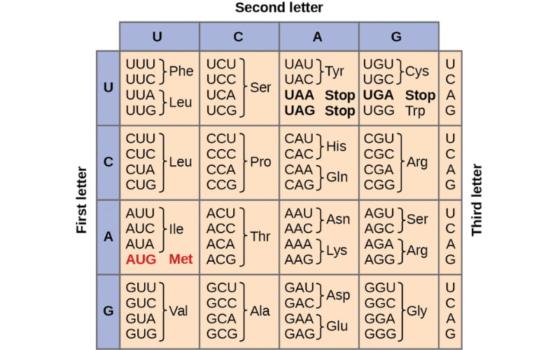 Mỗi bộ ba nucleotide (codon) trên mRNA chỉ mã hóa cho một loại amino acid duy nhất. 