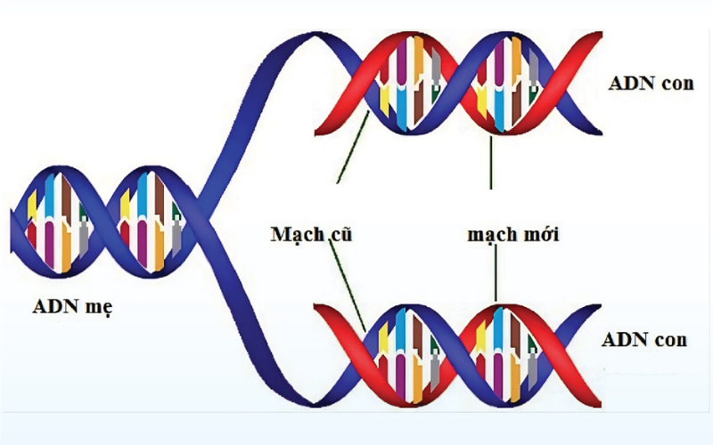 Quá trình nhân đôi ADN tạo ra 2 phân tử ADN con giống nhau từ 1 phân tử ADN mẹ.