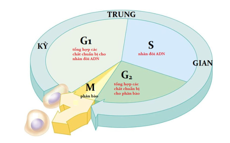 ADN và NST nhân đôi ở pha S, kỳ trung gian giữa 2 lần phân bào.