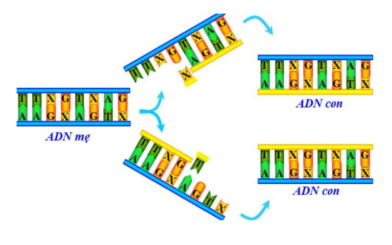 Nhân đôi ADN là một quá trình sinh học cơ bản, nơi một phân tử ADN được sao chép để tạo ra hai phân tử ADN con giống hệt nhau.