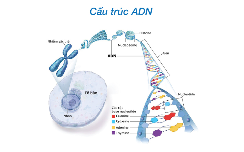 Cấu trúc của ADN