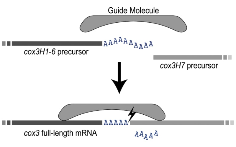 Có một loại RNA bất thường tồn tại trong ty thể đơn bào.