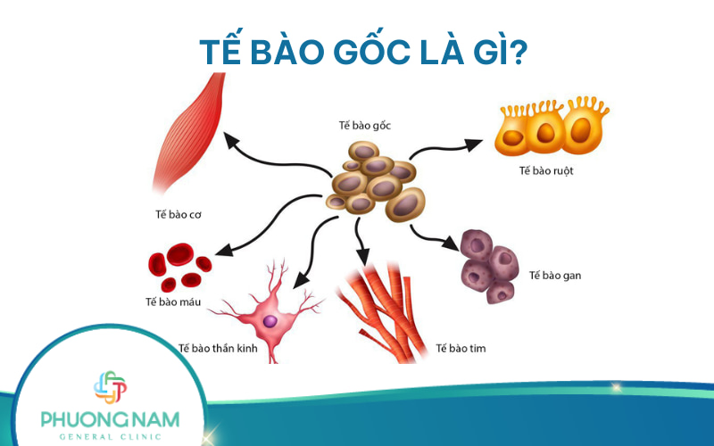 Tế bào gốc là gì? Các loại tế bào gốc phổ biến và ứng dụng trong y học