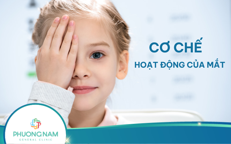 Cơ chế hoạt động của mắt và chức năng cụ thể của từng bộ phận