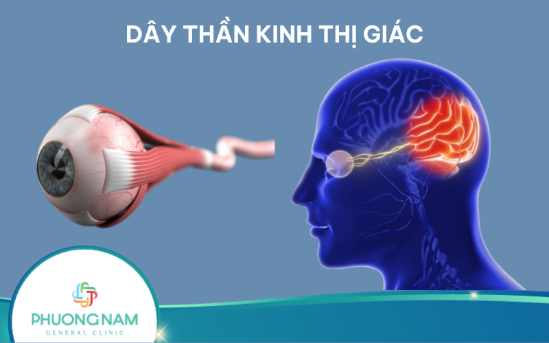 Dây thần kinh thị giác là dây số mấy? Cấu tạo, chức năng và bệnh ảnh hưởng