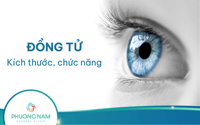 Đồng tử là gì? Kích thước, chức năng