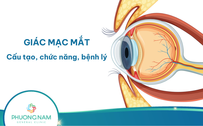 Giác mạc: Cấu tạo, chức năng và các bệnh lý
