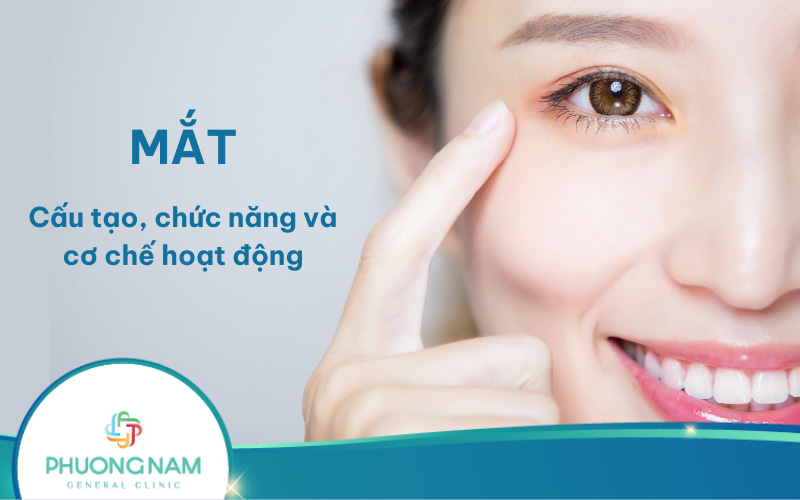 Mắt: Cấu tạo, chức năng và cơ chế hoạt động