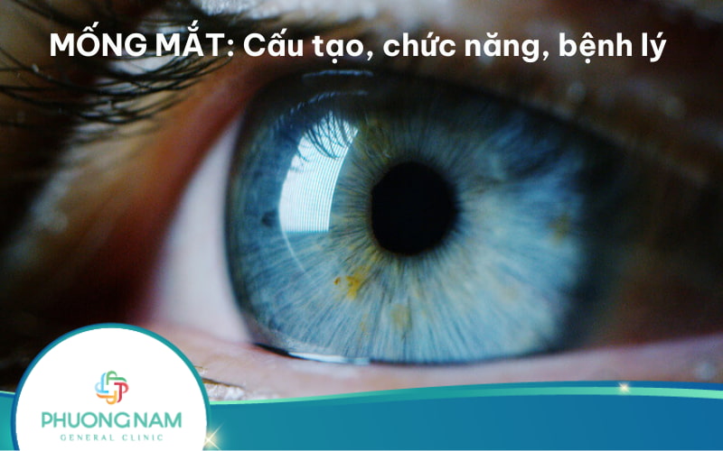 Mống mắt: Cấu tạo, chức năng và các bệnh lý