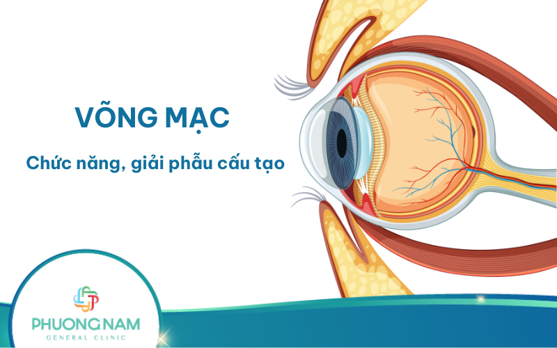 Võng mạc: cấu tạo, chức năng và các bệnh lý