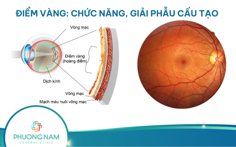 Điểm vàng: Khái niệm, cấu tạo, chức năng, bệnh lý liên quan