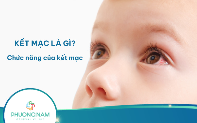 Kết mạc: Khái niệm, cấu tạo, chức năng, bệnh và cách chăm sóc