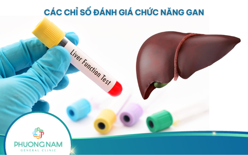 Các chỉ số đánh giá chức năng gan
