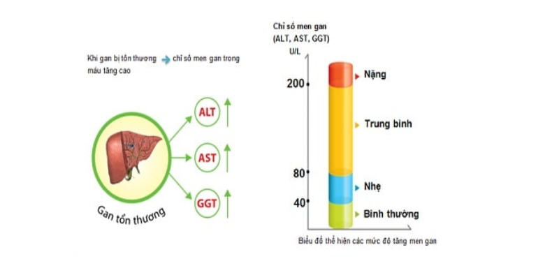 GGT (Gamma Glutamyl Transferase) là một trong ba loại men gan quan trọng cùng với SGOT (AST) và SGPT (ALT). 